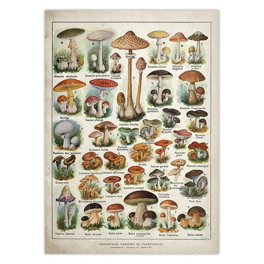 Witch Botanical Posters